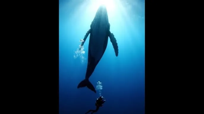 桃子视频正在跳转 - 深蓝星球：探索海洋深处的未知世界